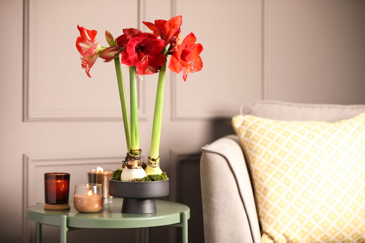 red amaryllis flowers