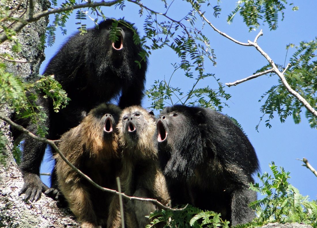 hooting male howler monkeys