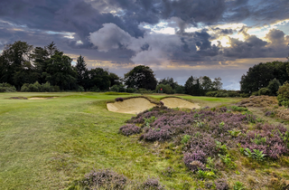 Woodbridge Golf Club pictured with the heather in bloom