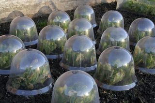 plants covered in cloches