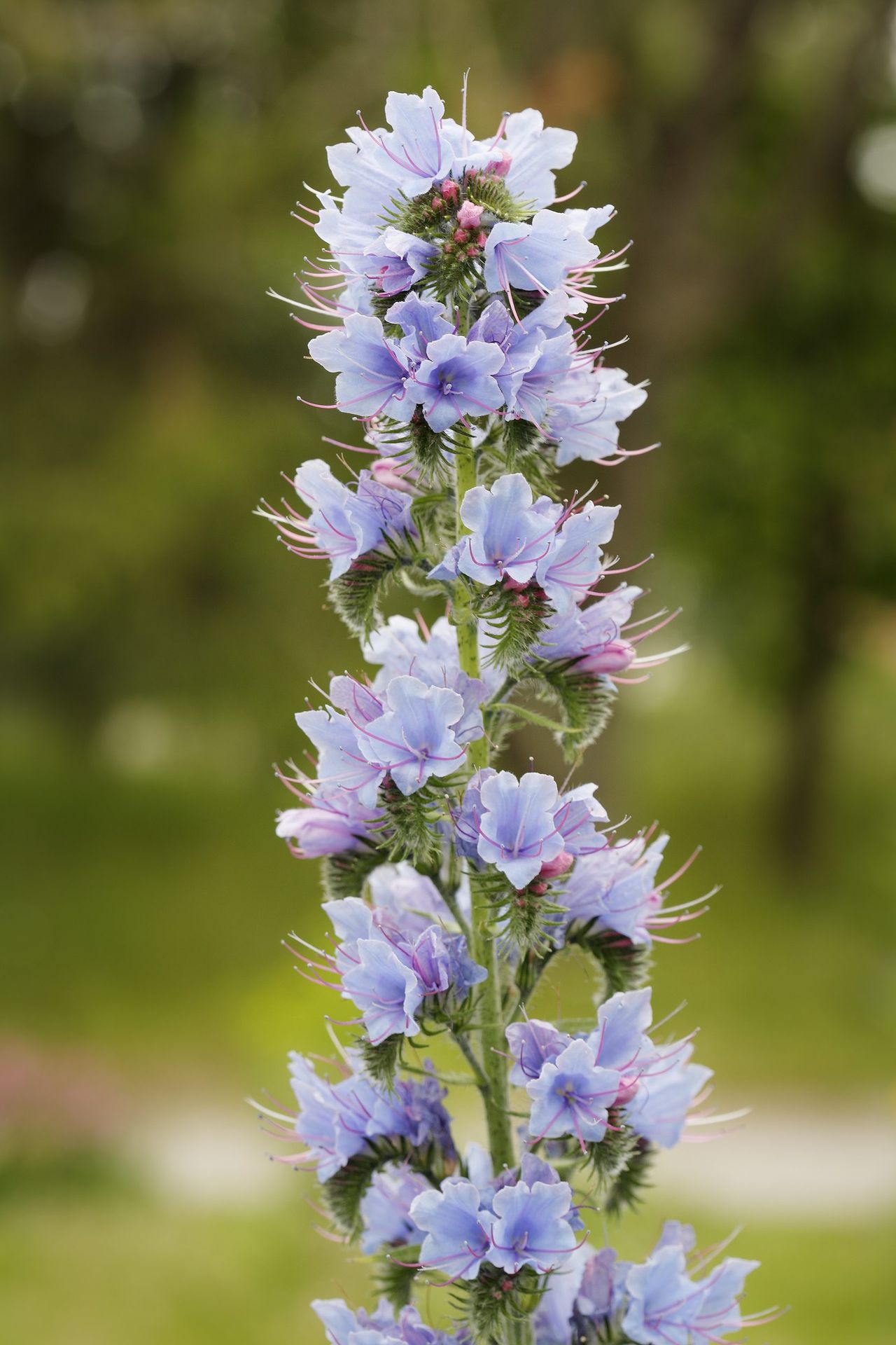 Purple Flowered Viper&amp;#39;s Bugloss Plant