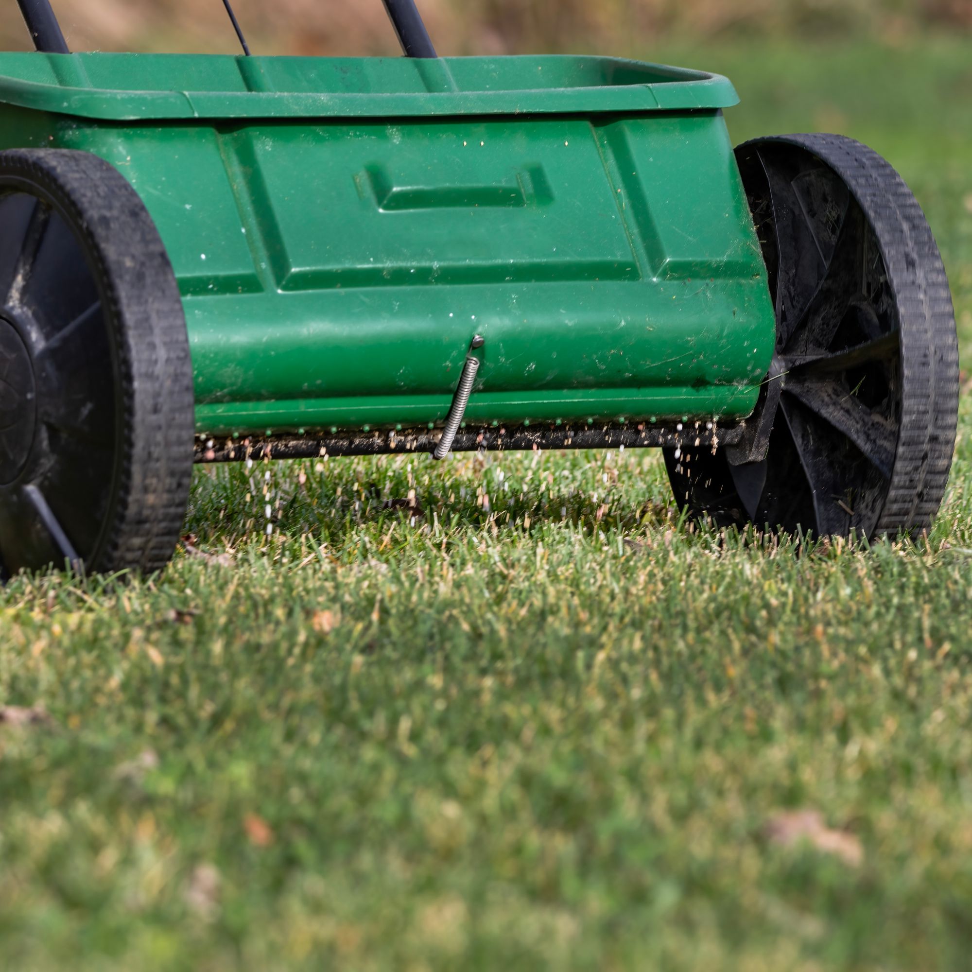 applying feed to lawn