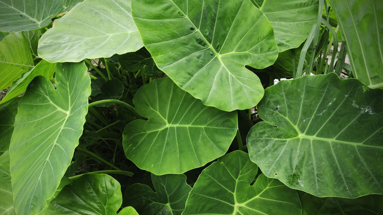 Huge elephant ear leaves