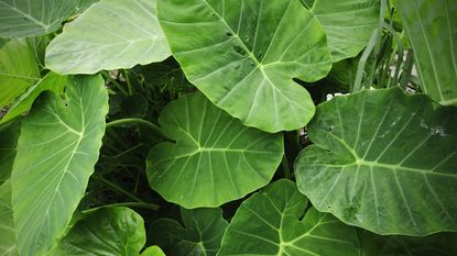 Huge elephant ear leaves