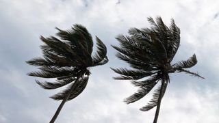 palm-trees-in-wind
