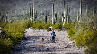 Walking dogs among cacti in Tucson Arizona