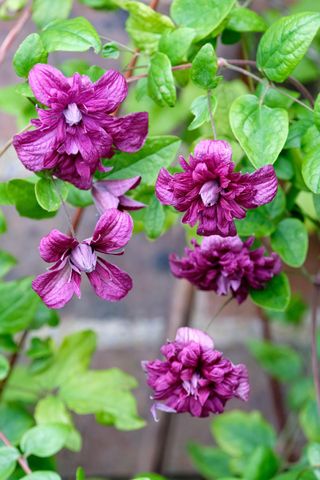 Best climbing plants - clematis