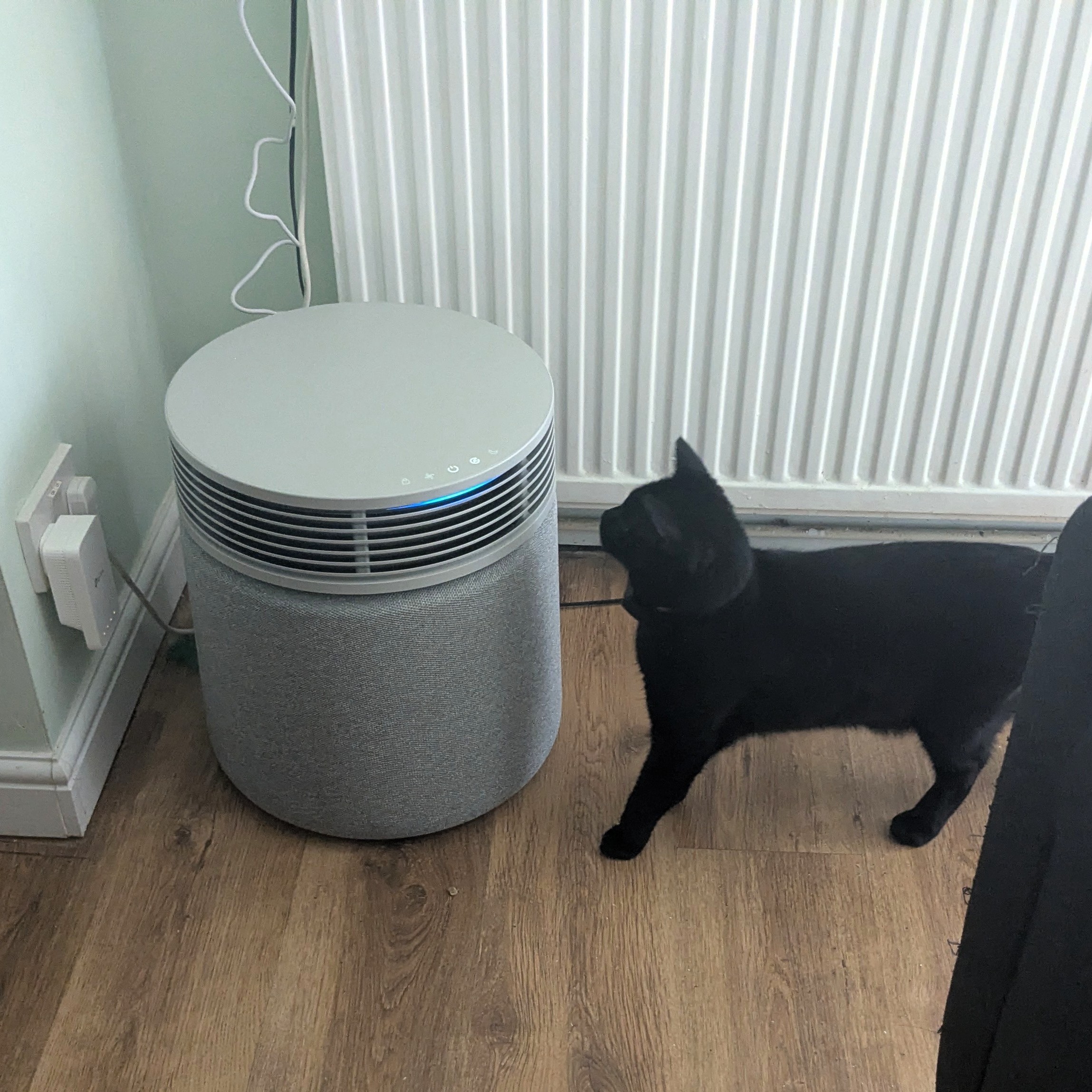 Blueair Blue Signature being sniffed by a black cat
