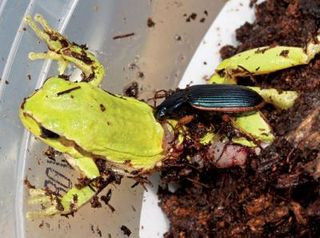 This image shows the predation of amphibians by an adult Epomis beetle.