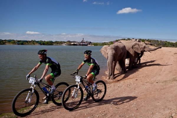 David George (left) and Kevin Evans were a little nervous during their morning route recce when they rode past some of the resident elephants at the Buffelsdrift Game Lodge, venue of the opening prologue time trial