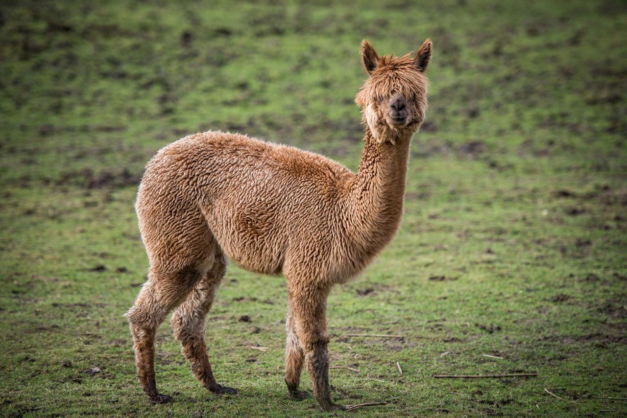 Alpaca in Field