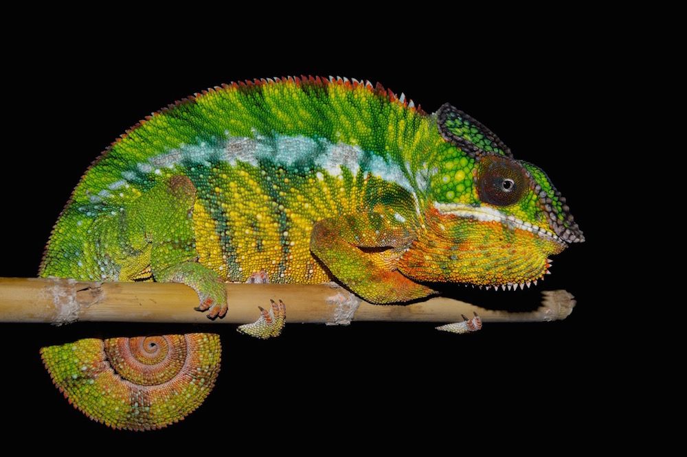 Keeping a Chameleon as a Family Pet - Nine to Three Thirty