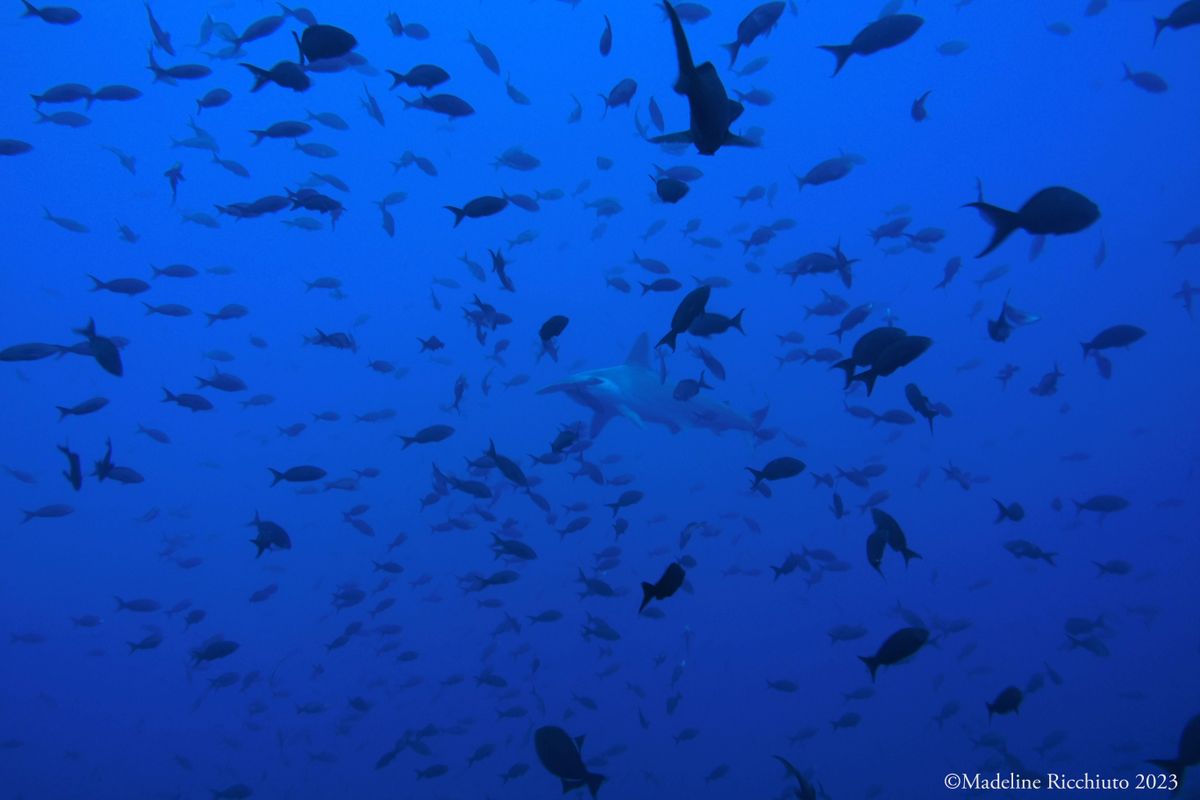 Scalloped Hammerhead Shark near Cocos Island, Costa Rica
