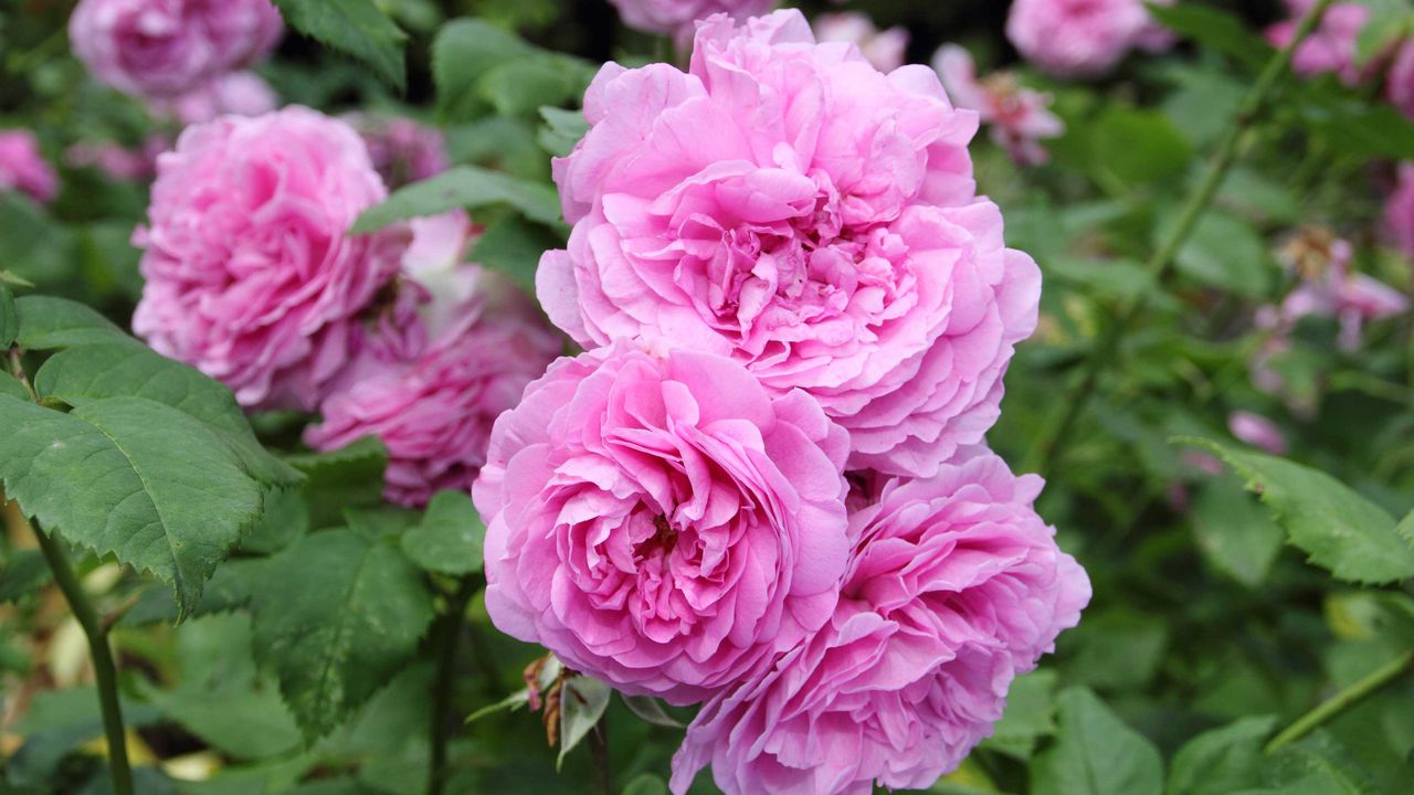 Rosa &#039;Louise Odier&#039;