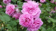 Rosa 'Louise Odier'