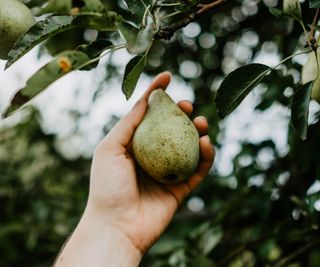 Hand harvesting pear in backyard