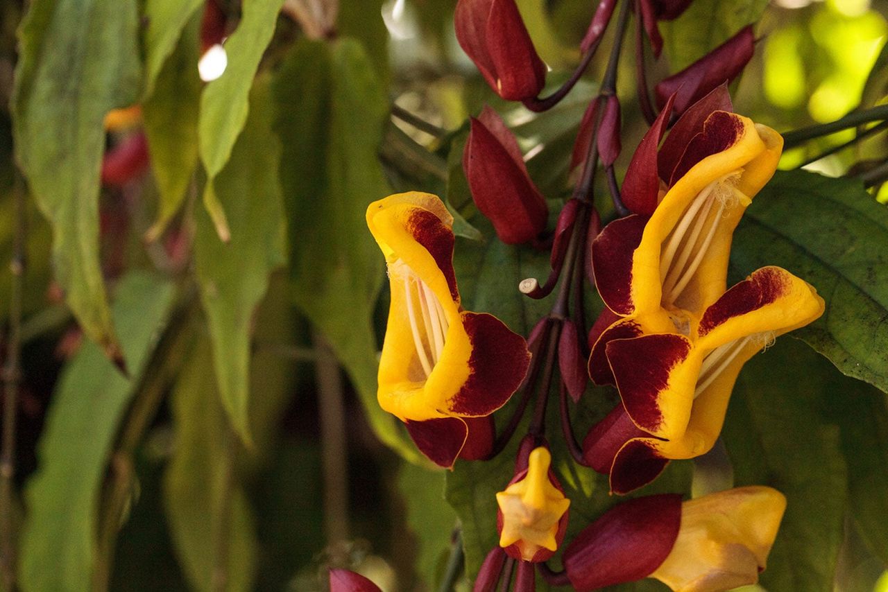 Indian Clock Vines