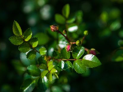 Tea rose stems turning black near buds, losing blooms and unopened