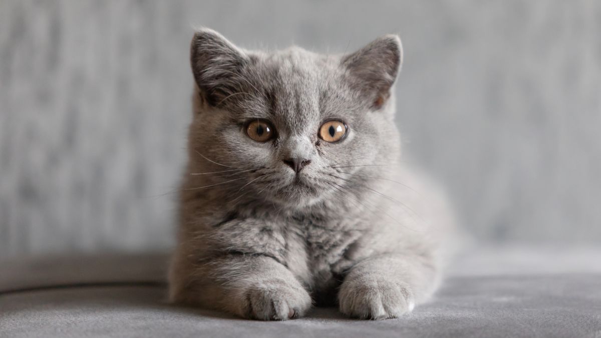 British Shorthair kitten