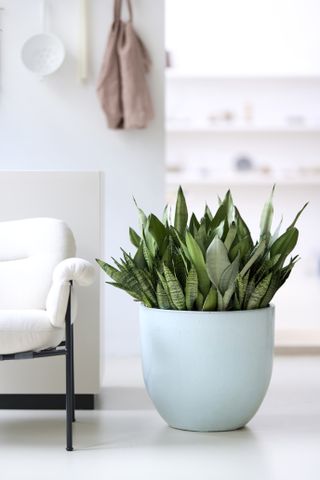 snake plant in a large pot