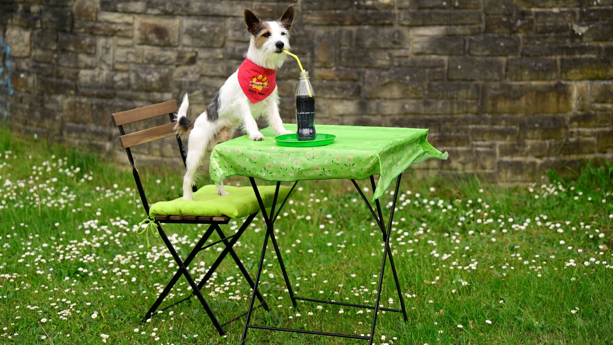 Canine actor Hui Buh, a Parson Russell Terrier, shows off his skills during a press event in Dortmund, Germany