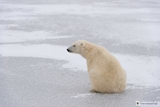 A polar bear in Churchill, Manitoba, Canada.