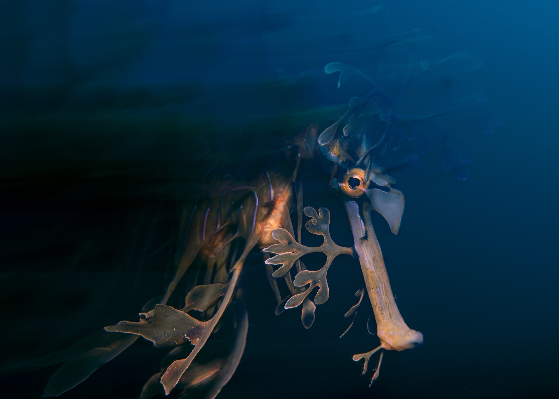 a dramatically lit underwater photo of a leafy seadragon