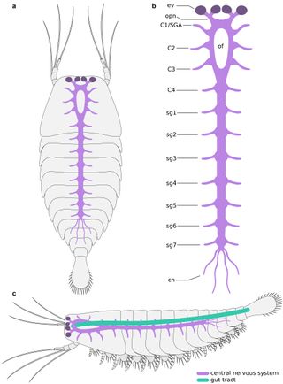 This diagram depicts the basic layout of the Alalcomenaeus nervous system in relation to its gut.