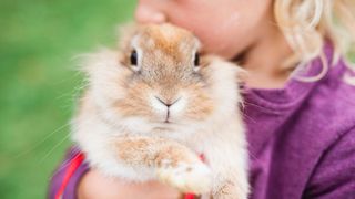 Child holding brown and white bunny