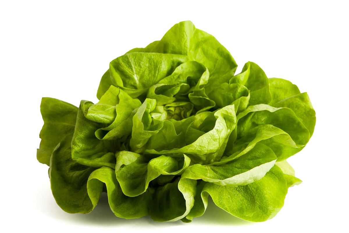 What Is Butter Lettuce Learn About Butter Bibb Lettuce Care