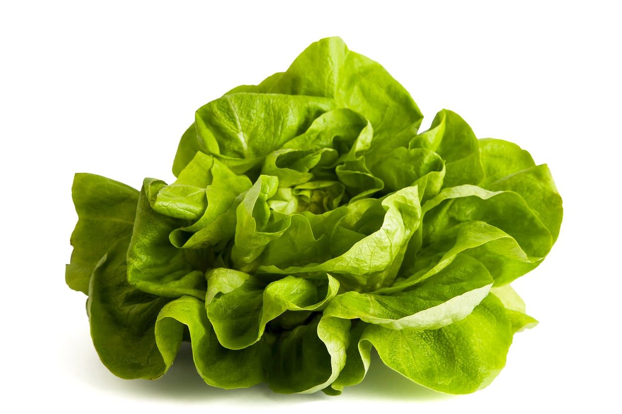 bibb lettuce