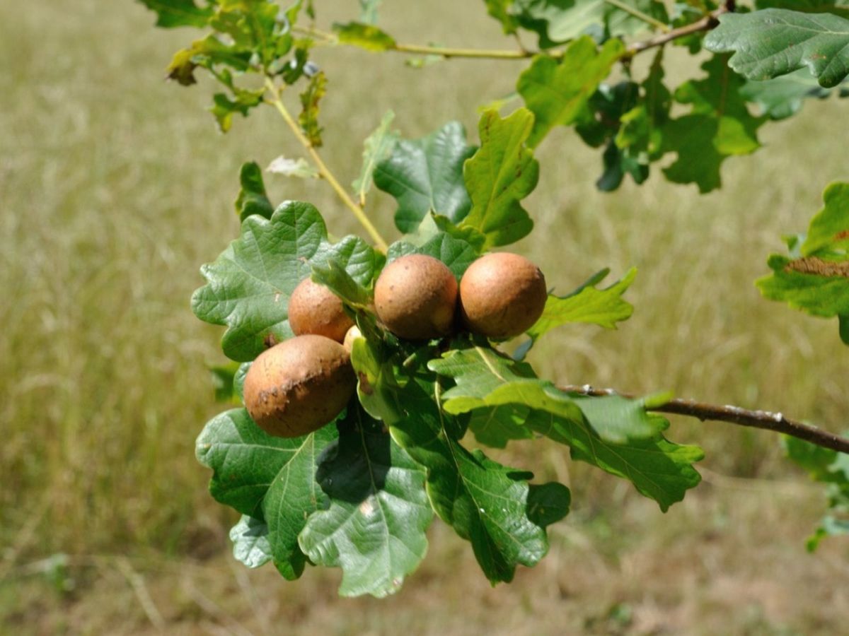 What Are Oak Leaf Mites - Information On Oak Mite Control | Gardening ...