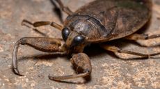 Adult giant water bug.