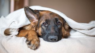 Cute German Shepherd dog lying down under a blanket