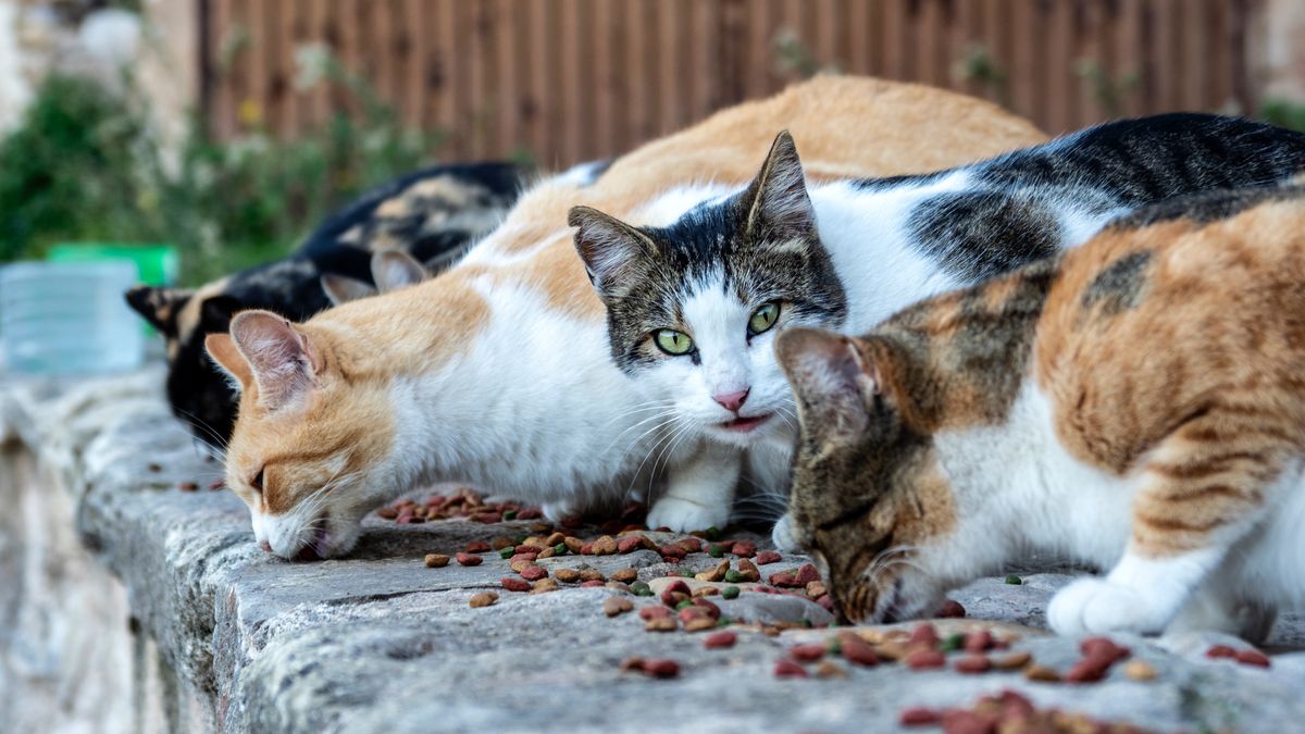 Stray cats eating