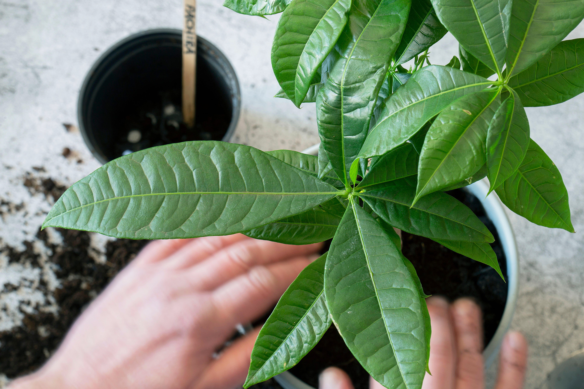 money tree leaves curling down