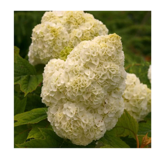 A close-up of oakleaf hydrangea flowers in white