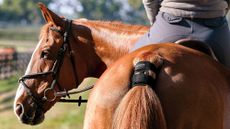 Garmin Blaze Equine wellness sytem on a horse