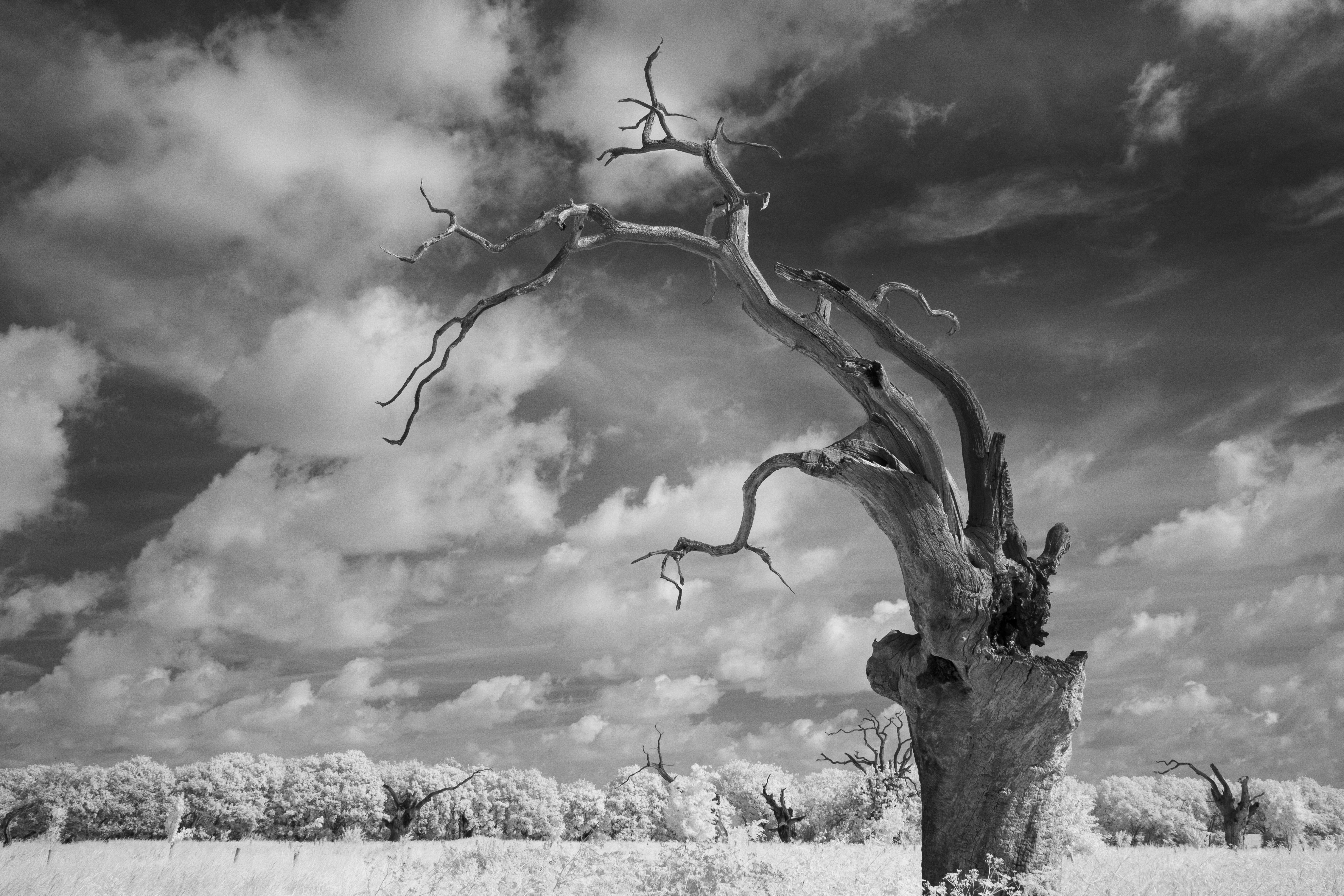A photo taken on an infrared camera