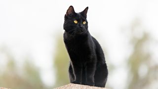 Black bombay cat sitting on wall