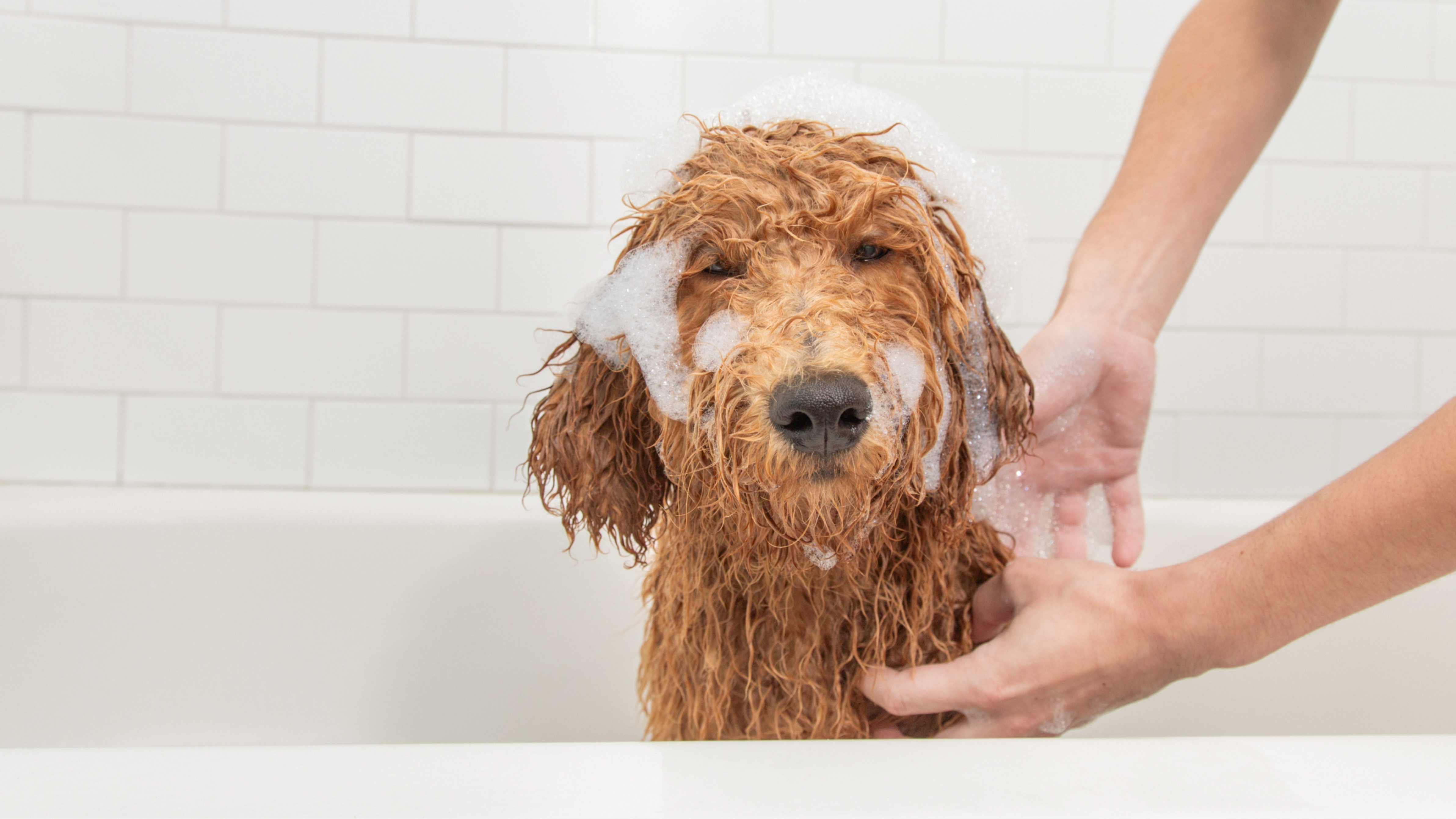 Dog having a bath