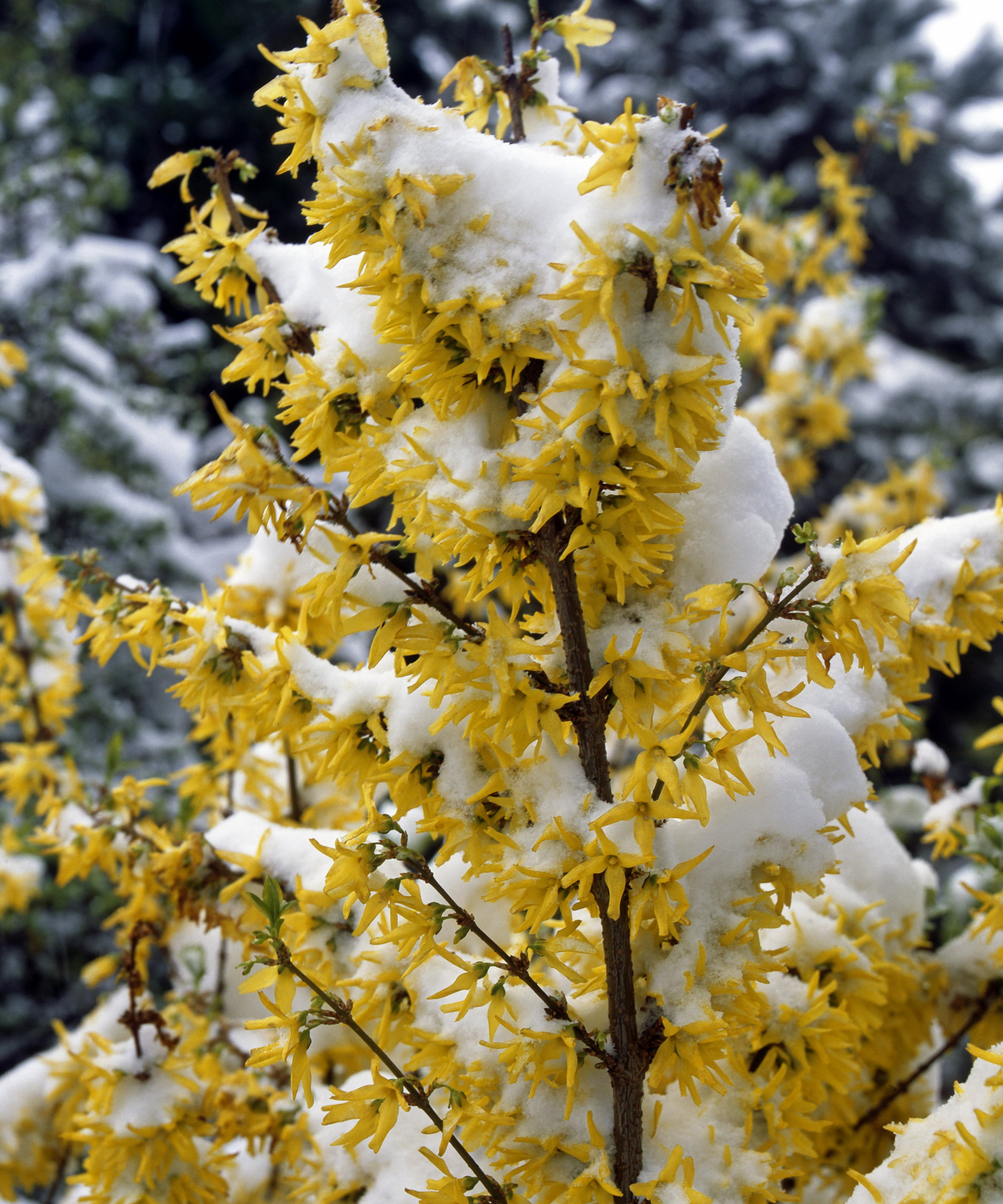 A yellow flowering forsythia covered in a layer of snow