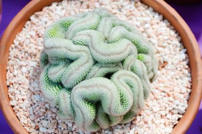 Cristata Brain Cactus Care - Find Out How To Grow A Brain Cactus