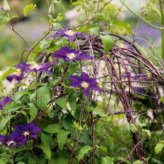 garden with purple flower plant