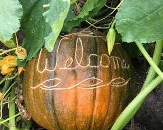 An etched pumpkin by Alt Farms