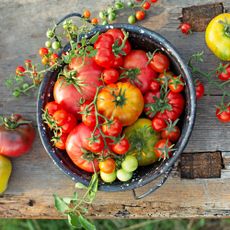 Freshly picked tomatoes of different varieties