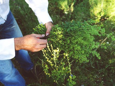 Gardener Harvesting Oregano