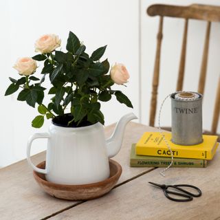 A plant potted in a teapot on a dining table