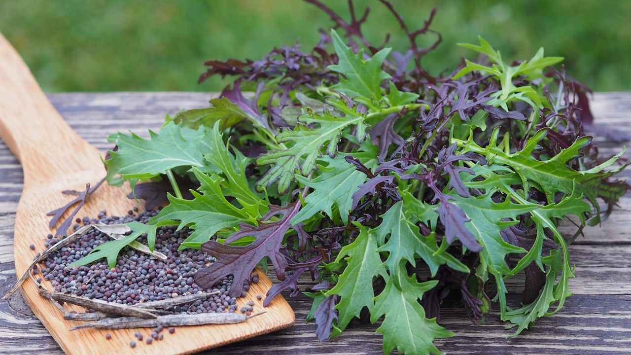 Harvested mizuna leaves and seeds