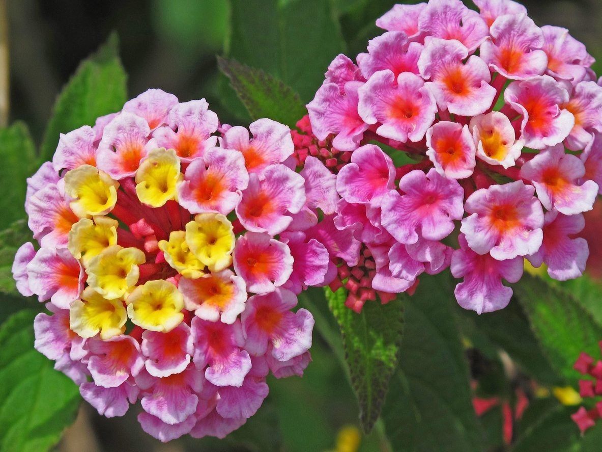 Multi-Colored Lantana Flowers: Reasons Behind Lantana Flower Color ...